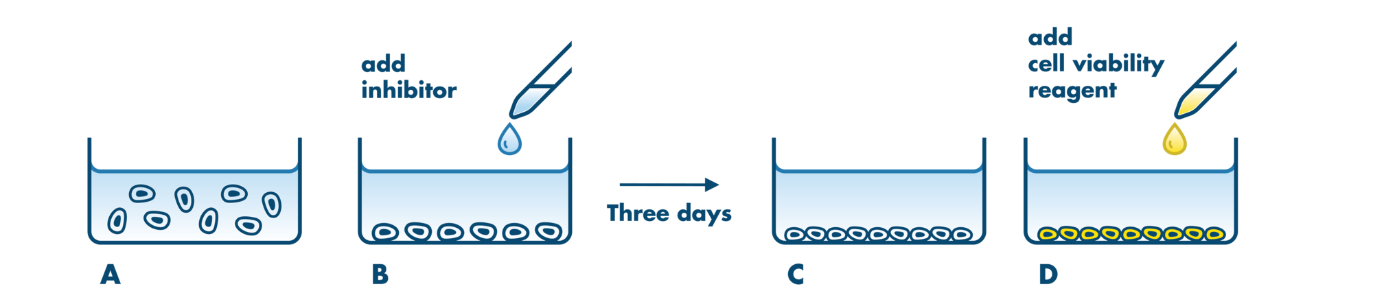 Cell Proliferation Assay Service | CellTiter-Glo | Reaction Biology